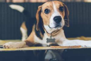 Cute young beagle puppy dog laying indoors. Female beagle dog.