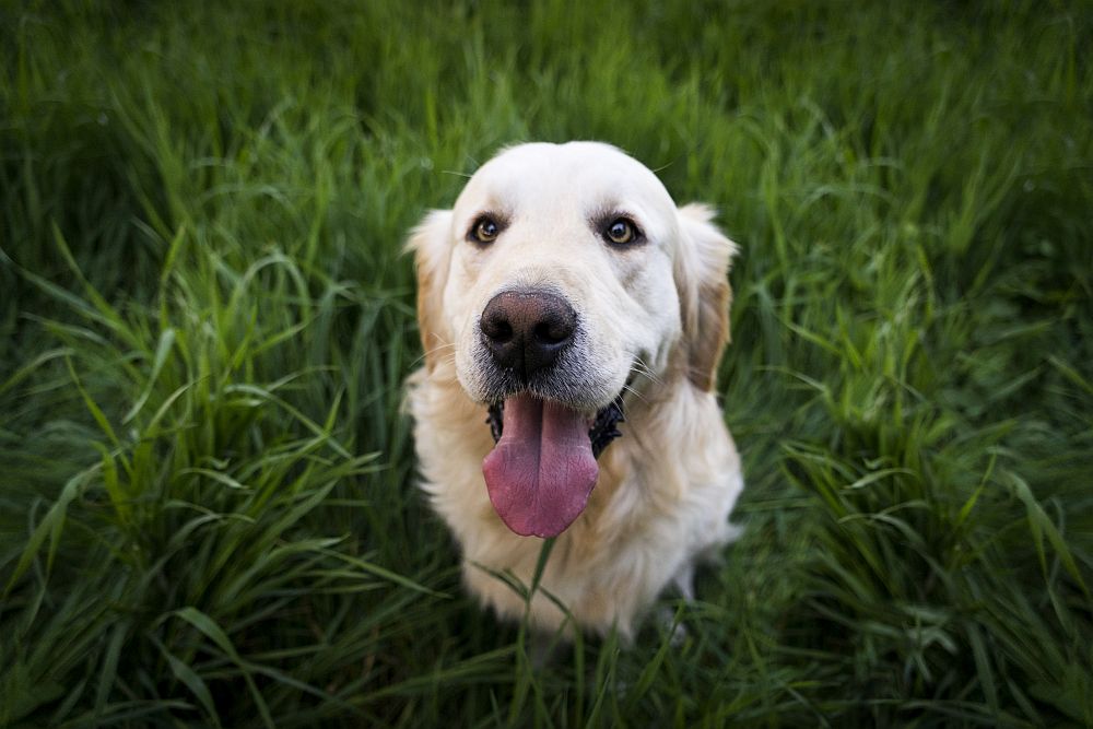 dog sitting on the grass